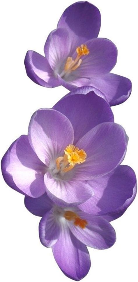 Violet Flower Drawing at GetDrawings | Free download