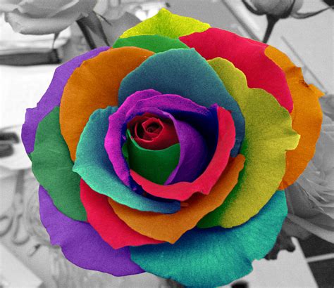 rainbow rose - Flowers Photo (34879902) - Fanpop