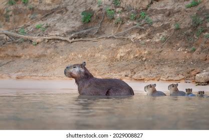 678 Capybara Swimming Images, Stock Photos & Vectors | Shutterstock