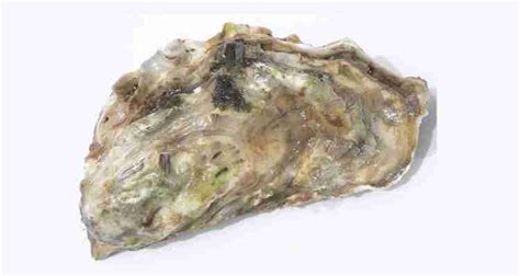 Whitstable Oyster Festival to be scaled back » StandOut Magazine