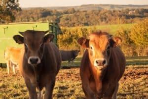 Aubrac Cattle Facts, Breed Profile, Characteristics | Agri Farming