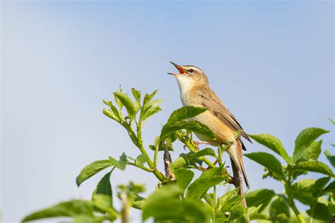 Sedge Warbler Song | These are very vocal at the moment with… | Flickr