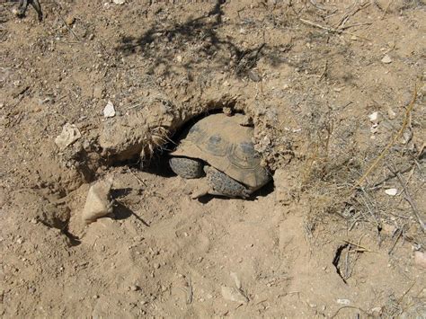 California Desert Tortoise in its burrow at the DTNA | Russian tortoise ...