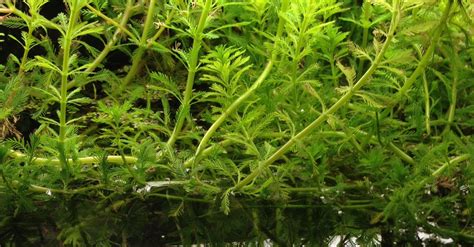 Parrot Feather Plant (Myriophyllum aquaticum) - TRiN's Tropical Fish