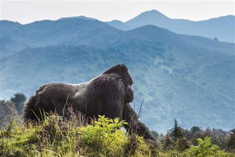 Silverback Guhonda in Volcanoes National Park, Rwanda. Photo by Daryl Balfour. | Gorilla ...