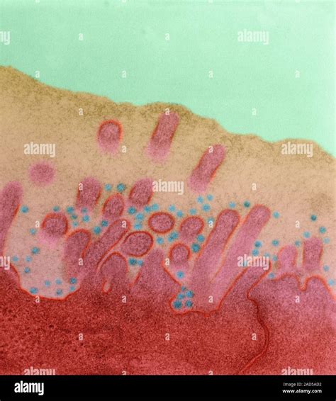 Rhinoviruses, cause of the common cold (Picornaviridae family, RNA virus), coloured transmission ...