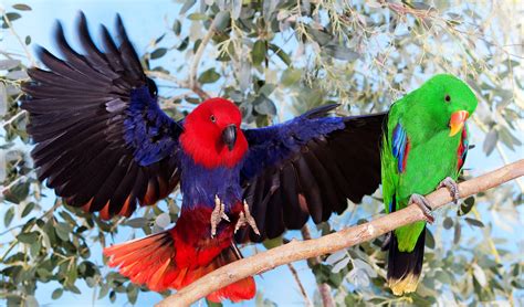 The eclectus parrot is mind-bendingly beautiful - Australian Geographic