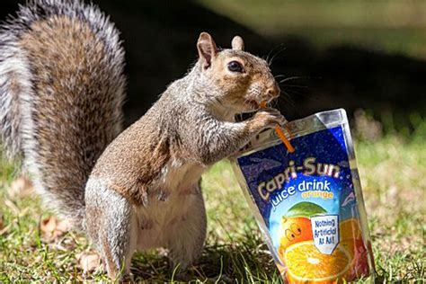 Squirrel takes a sip of Capri-Sun to cool off as hot weather hits | UK ...