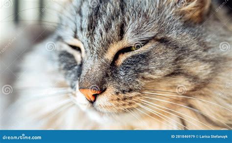 Purebred Fluffy Maine Coon Cat Port Stock Image - Image of looking ...