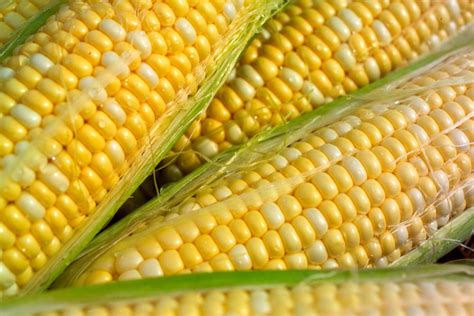 How to Store Corn on the Cob to Keep It Fresh Longer (TIPS & TRICKS)