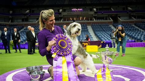 2023 Westminster Dog Show Highlights: Westminster Dog Show: Buddy Holly ...