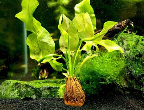 Aquarium Plants Bulbs