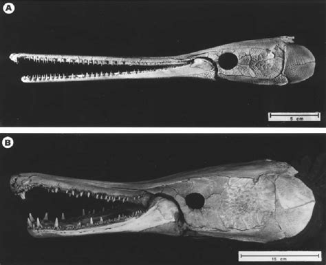 Lateral view of the skulls of ( A ) longnose gar, Lepisosteus osseus ...