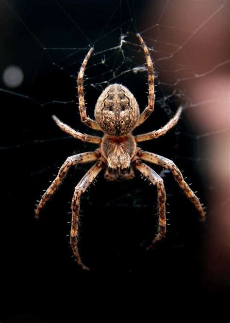 Do Only Spiders Have 8 Legs? 11 Types of 8-Legged Animals (Complete Guide) » The Buginator