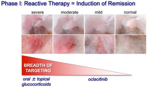 Treatment of canine atopic dermatitis: time to revise our strategy ...