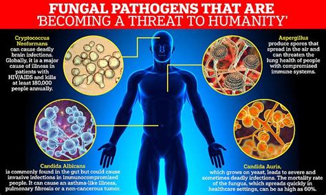 Fatal fungi:WHO releases list of dangerous fungal pathogens becoming ...