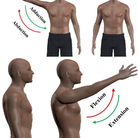 Schematic of shoulder abduction/adduction and vertical flexion ...