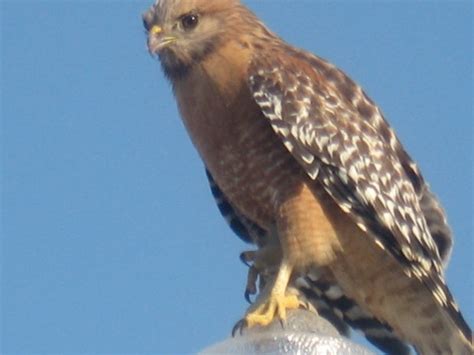 Hawk Identification? - Woodworking Talk - Woodworkers Forum