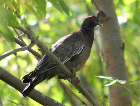 ADW: Columbidae: INFORMATION