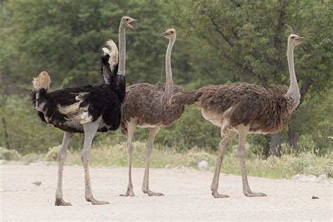 Ostrich group - Bridlington Birds of Prey & Animal Park