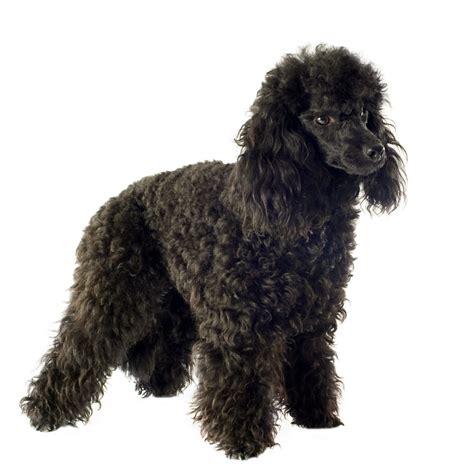 What Is a Moyen Poodle – Complete Owners Guide - The Pet Well