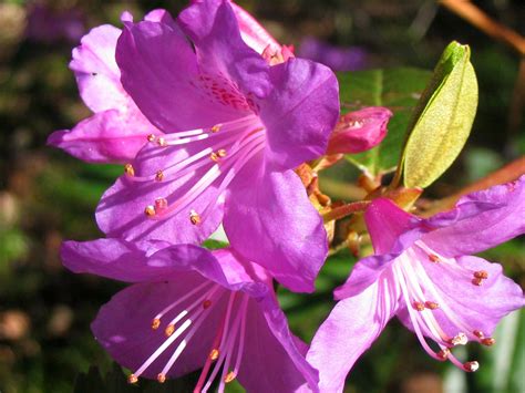 Rhododendron Flower Free Stock Photo - Public Domain Pictures