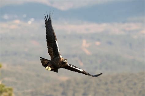 Premium Photo | Male spanish imperial eagle flying in his territory at ...