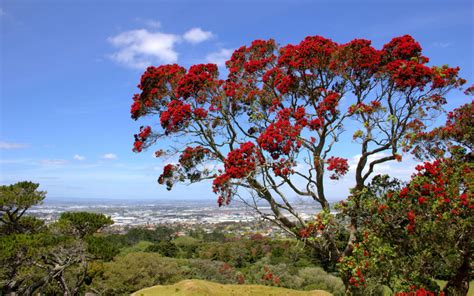 Plant disease puts native trees at risk | RNZ News