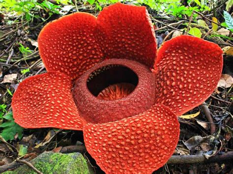 Rafflesia Wallpaper