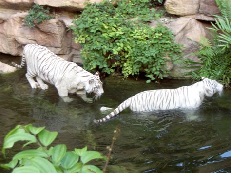 File:White tigers.jpg - Wikipedia, the free encyclopedia