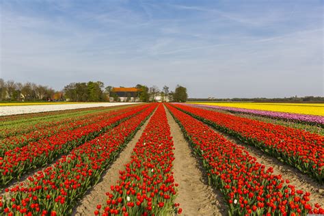 Dutch Tulip Festival Netherlands - Tally Crissie