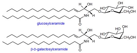 Cerebroside Structure