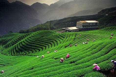 Tea Holidays Assam-Darjeeling-Sikkim - Sai India Travel