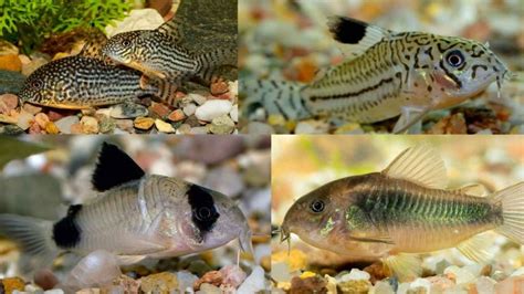 Explore Types of Corydoras Catfish Varieties