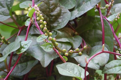 Malabar Spinach – Asia Seeds