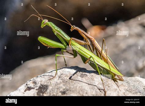 The European mantis or praying mantis (Mantis religiosa), mating between a brown male and a ...