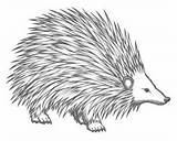 Porcupine Coloring Page sketch template