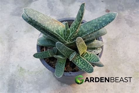 Gasteria Guide: How to Grow & Care for “Ox Tongue” Succulents