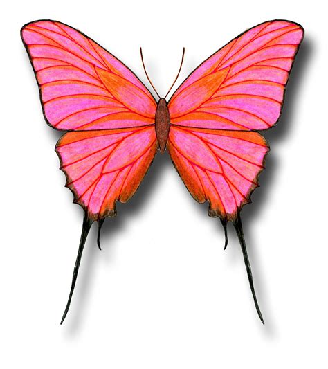 Aileen Biser's Blog: Butterfly Drawings