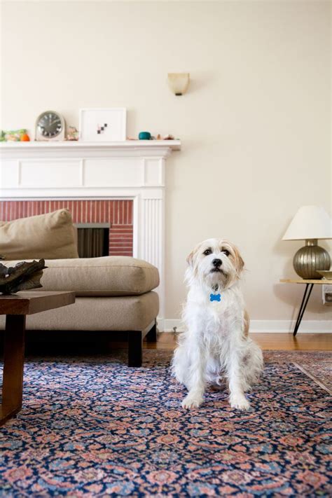 a small white dog sitting on top of a blue rug in front of a fireplace