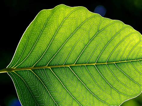 Leaves | Free Stock Photo | Close up of a green leaf | # 4117