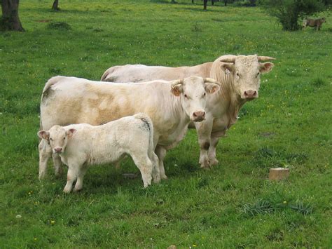 Cow Family | The whole cow family, just waiting for the pict… | Flickr