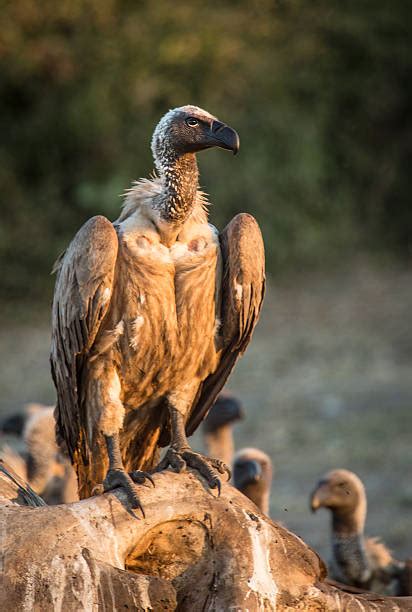 Top 60 African Condor Stock Photos, Pictures, and Images - iStock