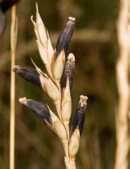 Ergot-Medicinal Uses