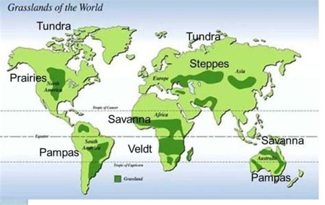 Grasslands of the World - UPSC - UPSC Notes » LotusArise