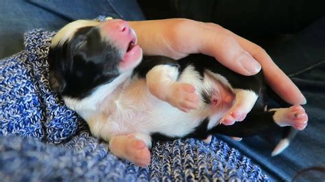 Border Collie Puppies Being Born! AMAZING! SO CUTE! | Collie puppies, Pregnant dog, Border ...