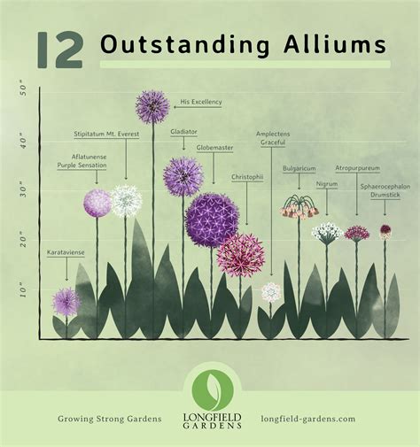 Many gardeners don’t realize there are many types of alliums. With a ...