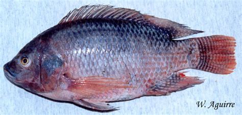 Freshwater Fishes of Western Ecuador- Oreochromis sp.