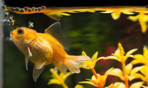 What Do Goldfish Eat? Food Options, Diet & Health Advice | Pet Keen