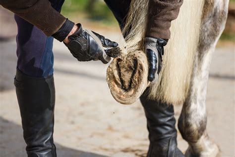 Do Thoroughbreds Have Bad Feet? 5 Traits of Poor Horse Hoofs ...